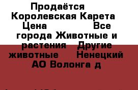 Продаётся!     Королевская Карета › Цена ­ 300 000 - Все города Животные и растения » Другие животные   . Ненецкий АО,Волонга д.